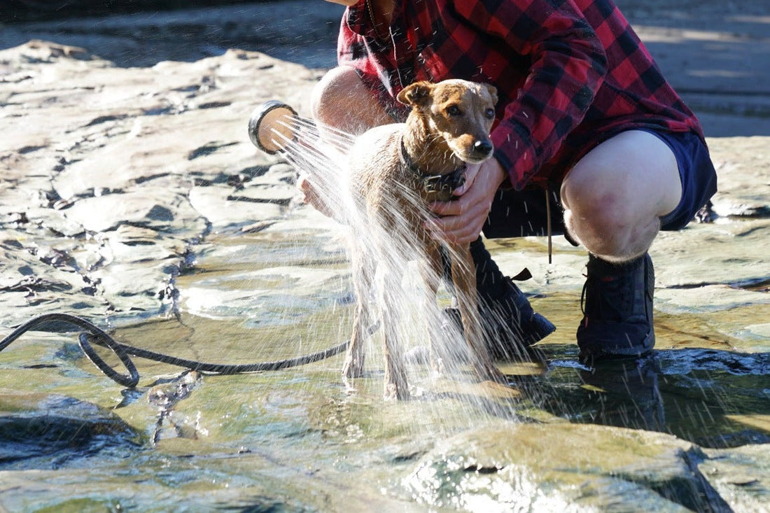 Rinsing sand off a dog at the beach with a portable dog shower
